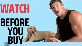 Honest review of Green Pet Shop Dog Cooling Mat - Pressure Activated