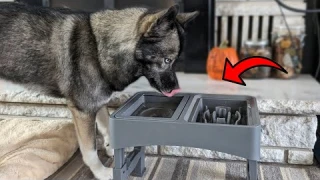 This Elevated Dog Bowl Has TWO Amazing Features
