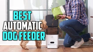 Top 5 Best Automatic Dog Feeder [Review] - Smart Feeder Automatic Dog Feed [2023]