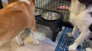 Elevated Dog Bowls, 4 Height Adjustable Raised Dog Bowl Stand Review