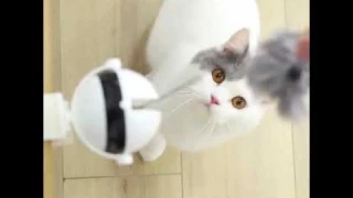 PawyPaws Self Playing Cat Toy Automatic Teaser Lifting Electric Ball with Fluffy Ball