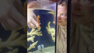 Hungry Seahorse 🥭