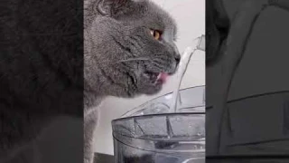 Automatic Cat Water Fountain With Faucet Dog Water Dispenser