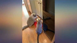 Smith Chu Premium Elevated Pet Bowls, Raised Dog Cat Feeder Solid Bamboo Stand with review