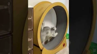 Cat Exercise Running Wheel is a more versatile indoor cat toy! #cat  #cute #pets #cattoys