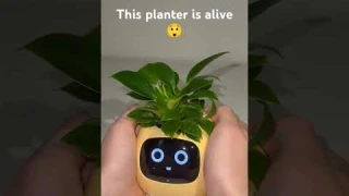 meet smart planter Ivy #plants