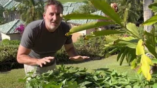 Thirsty Earth Olla Garden Watering System review