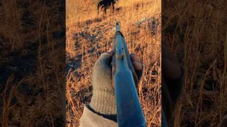 Would you shoot the bear?