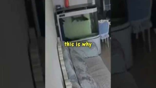 never keep a SHARK in a small aquarium. #aquarium #fishaquarium #fishing #shark