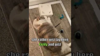 Migipaws auto whack-a-mole cat toy review