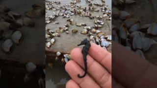 OMG! i Found this seahorse hoping it's alive 🥺