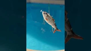 Ai Robotic Fishing Lure