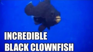 A Trip to Seahorse Aquariums -Dublin