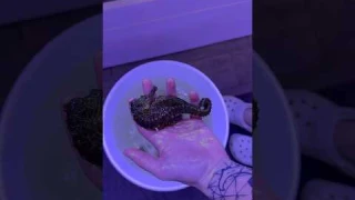 Look at this MASSIVE SEAHORSE!!!🐴 #shorts