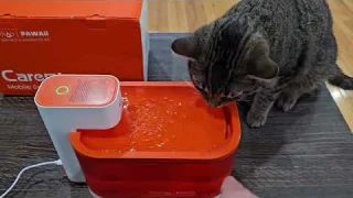 PAWAii Mobile Smart Pet Fountain Review and Demo