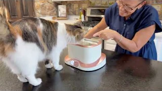 Cat Fountain Customer Review 005 By Fenit Line