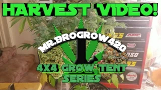 HARVEST! SUPER SILVER HAZE - INDOOR CANNABIS GROW