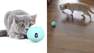 TALOWARIC Interactive Cat Toys Ball Review