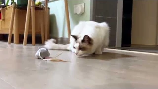 Interactive Cat Toy, Cat Toys for Indoor Cats, Cat Mouse Toy with Feather Wand