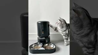 Cats love the Petlibro Dual Automatic Feeder - winston_britishshorthair2021  - Petlibro
