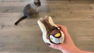 KreizyGo Cat Toys, Flapping Wings Sparrow, No Flying, Chirping Bird Interactive Catnip Toy Review