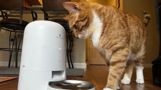 Petlibro Wifi Automatic Pet Feeder Review